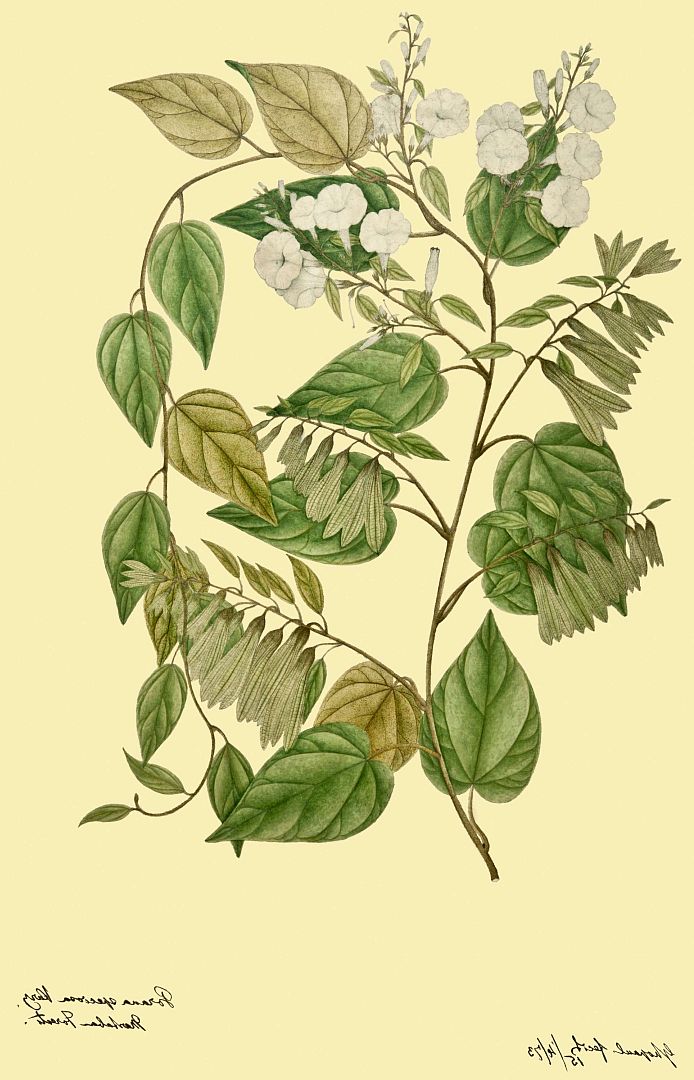 no HD illustration available (m1)