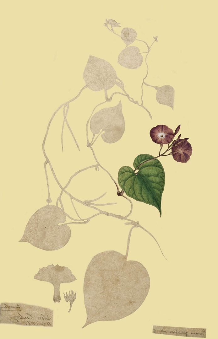 no HD illustration available (m1)
