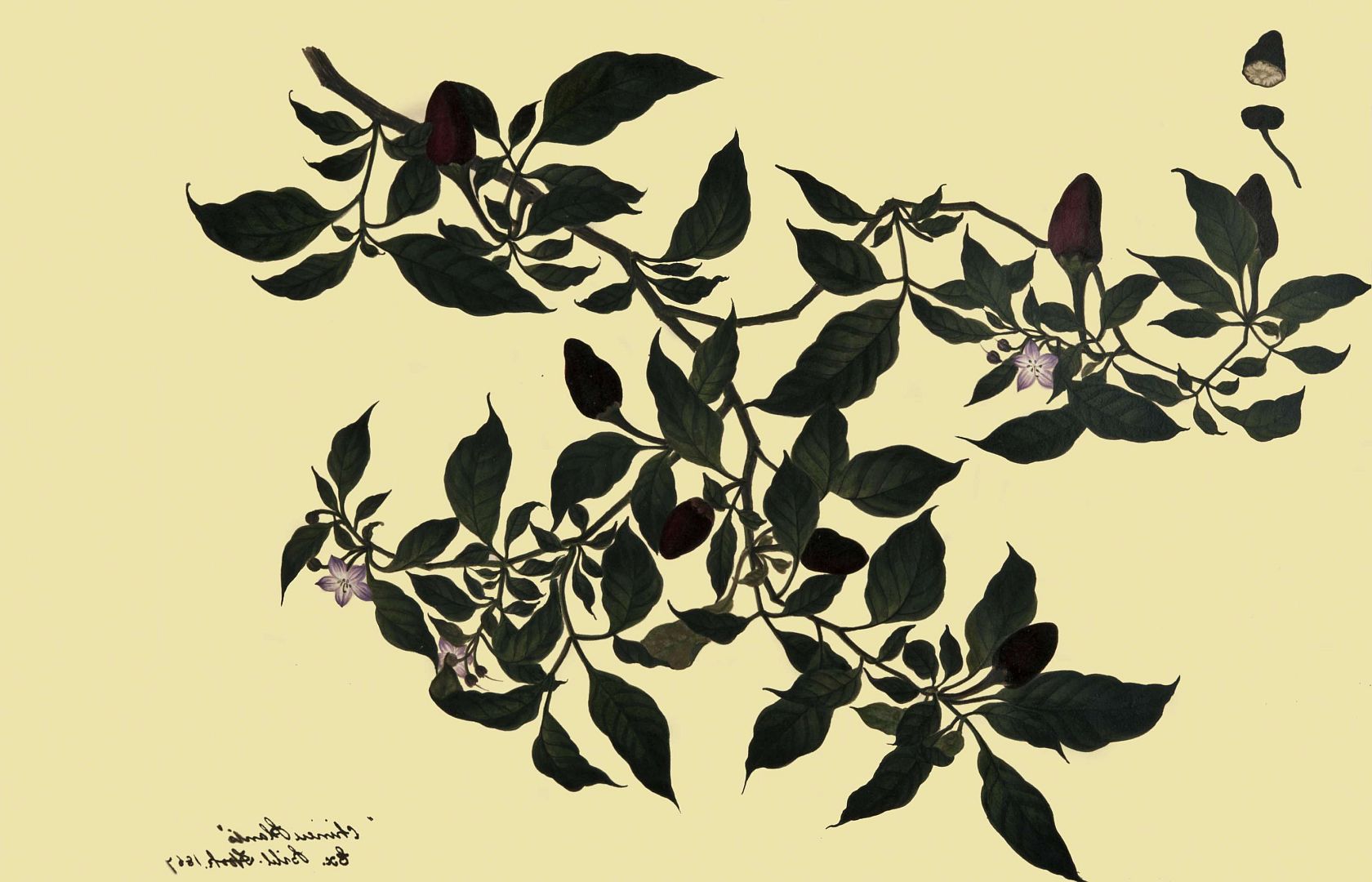 no HD illustration available (m2)