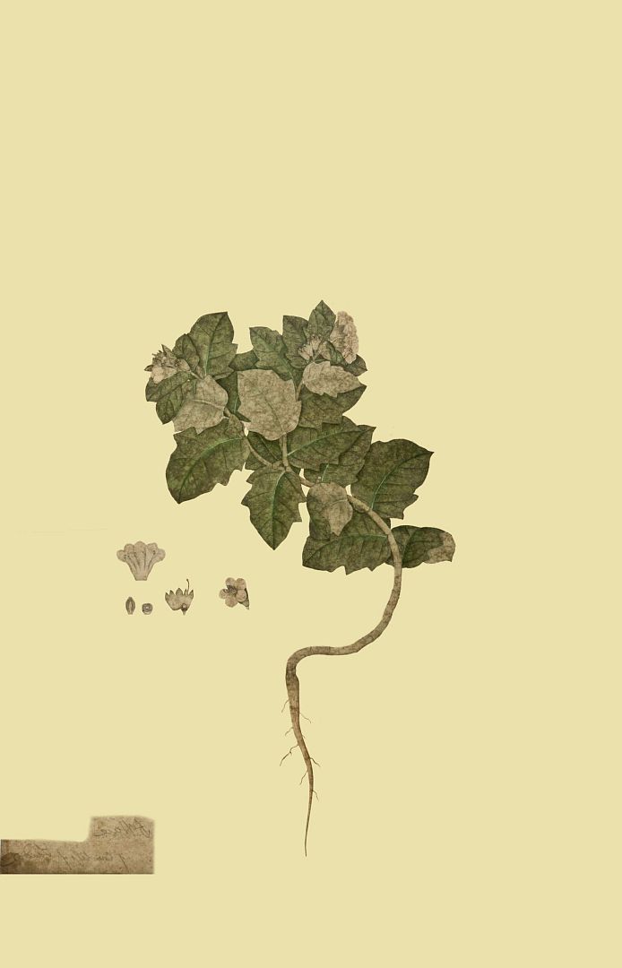 no HD illustration available (m1)