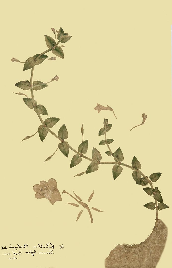 no HD illustration available (m1)