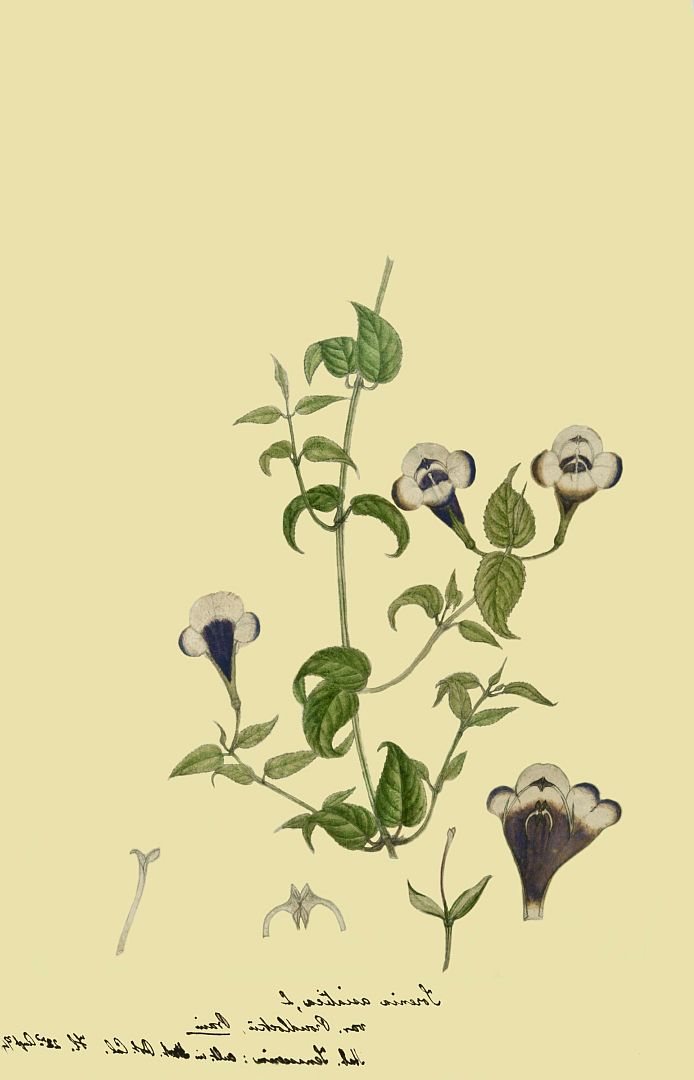 no HD illustration available (m1)