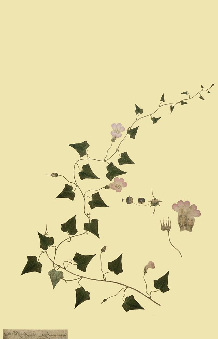 no HD illustration available (m1)