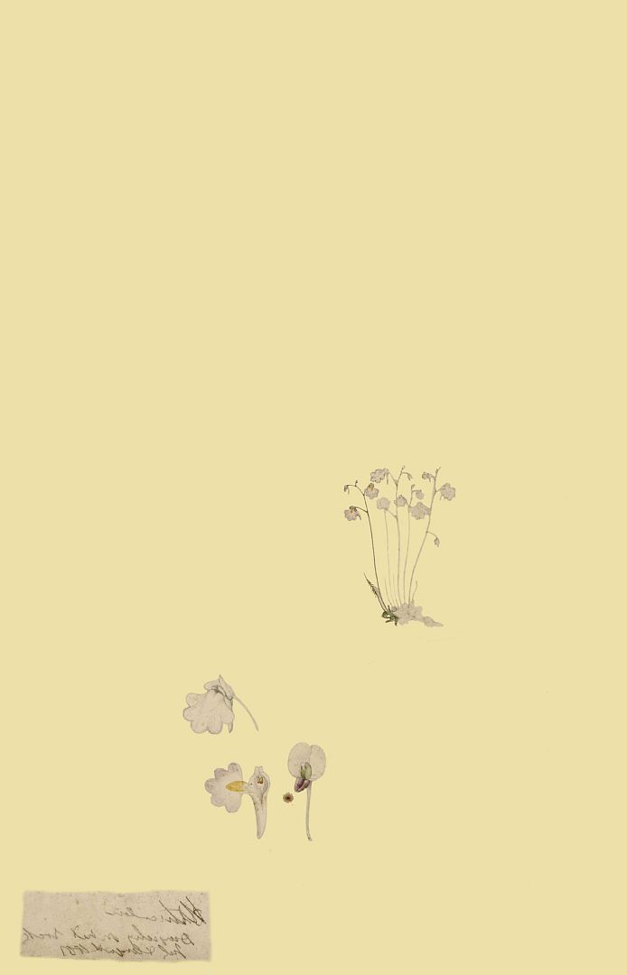 no HD illustration available (m1)