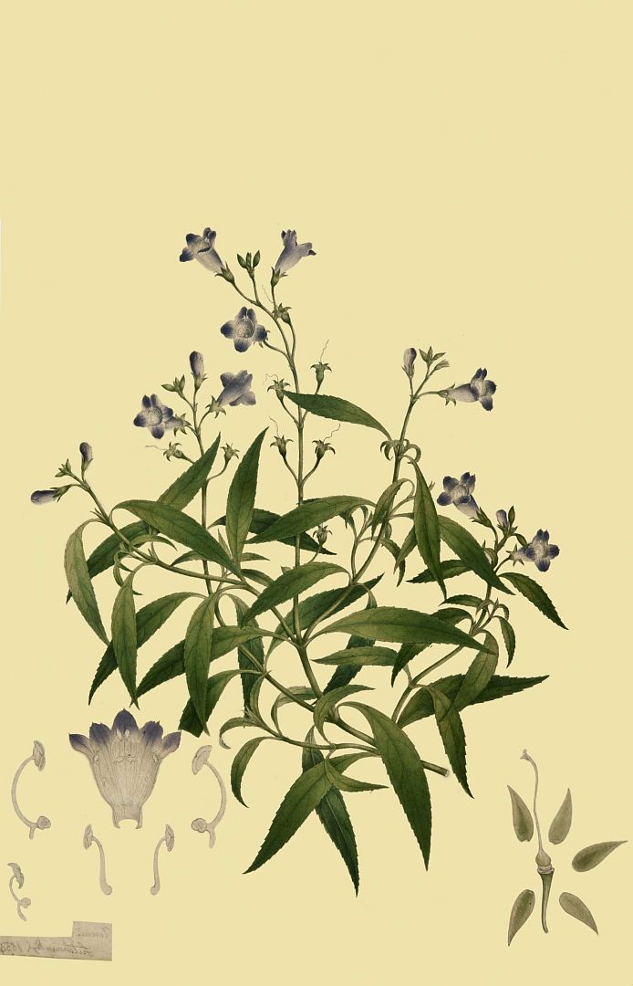 no HD illustration available (m1)