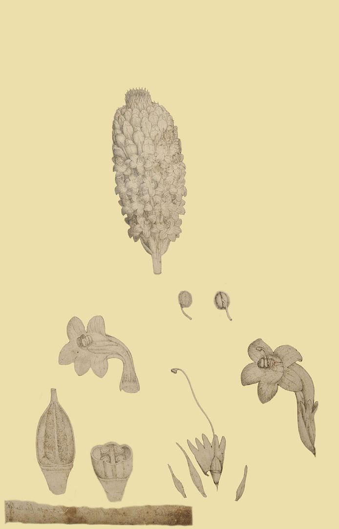 no HD illustration available (m1)