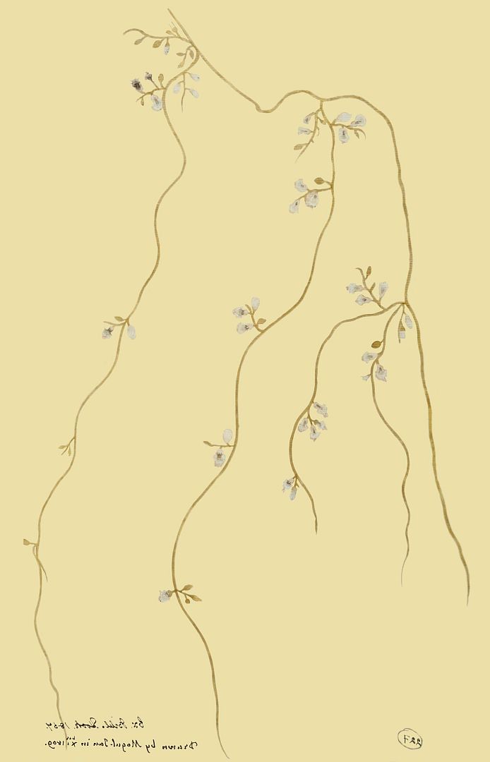 no HD illustration available (m1)