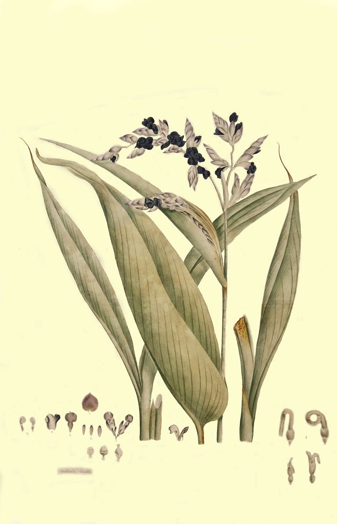 no HD illustration available (m1)