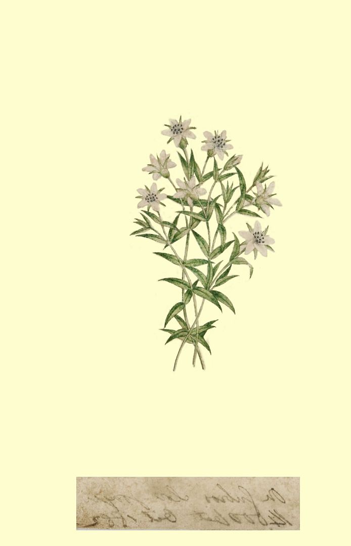 no HD illustration available (m1)