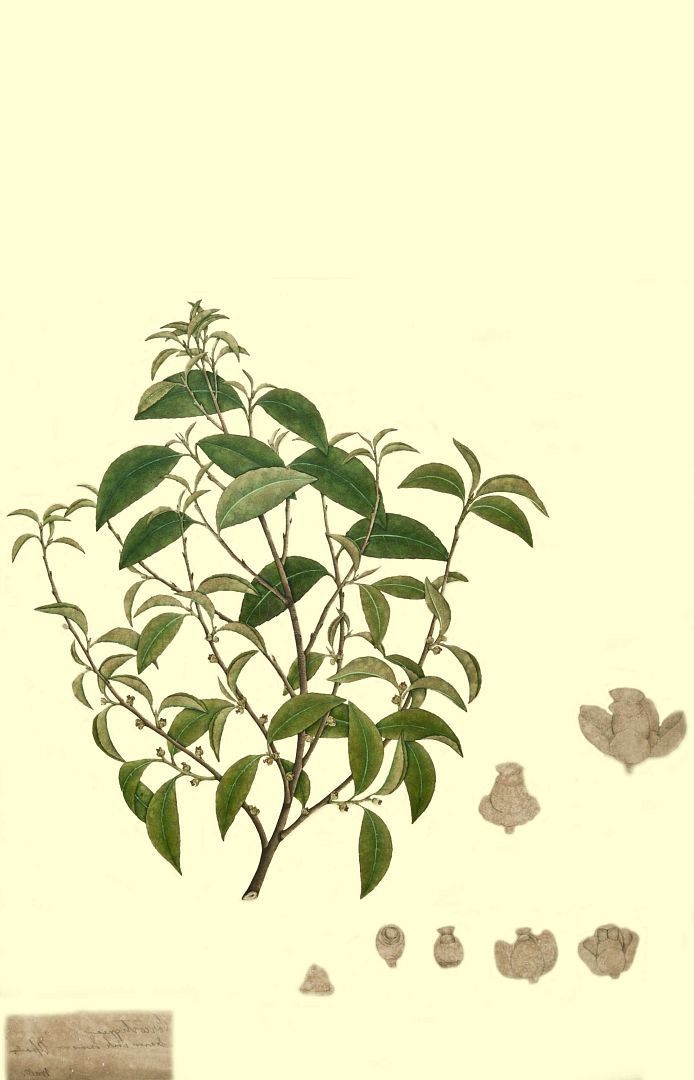 no HD illustration available (m1)