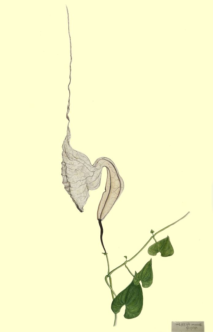 no HD illustration available (3)