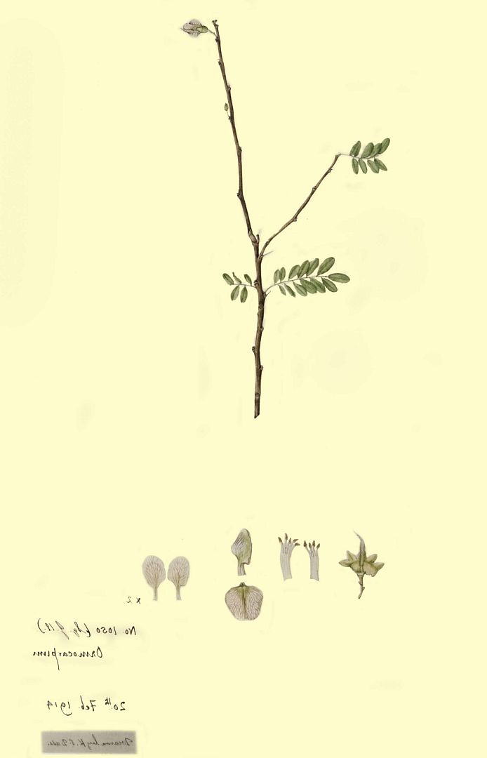 no HD illustration available (3)