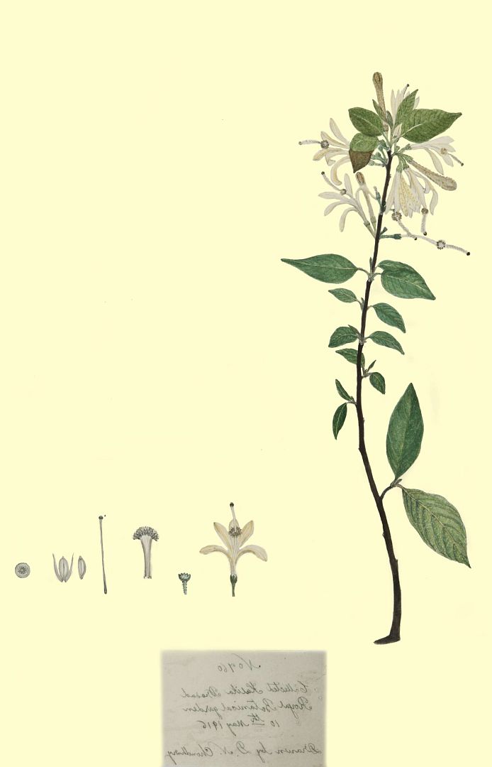 no HD illustration available (3)