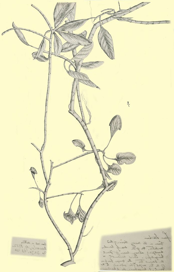 no HD illustration available (3)