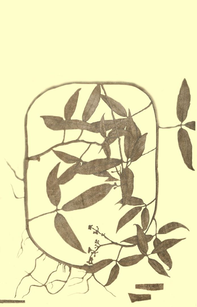 no HD illustration available (3)
