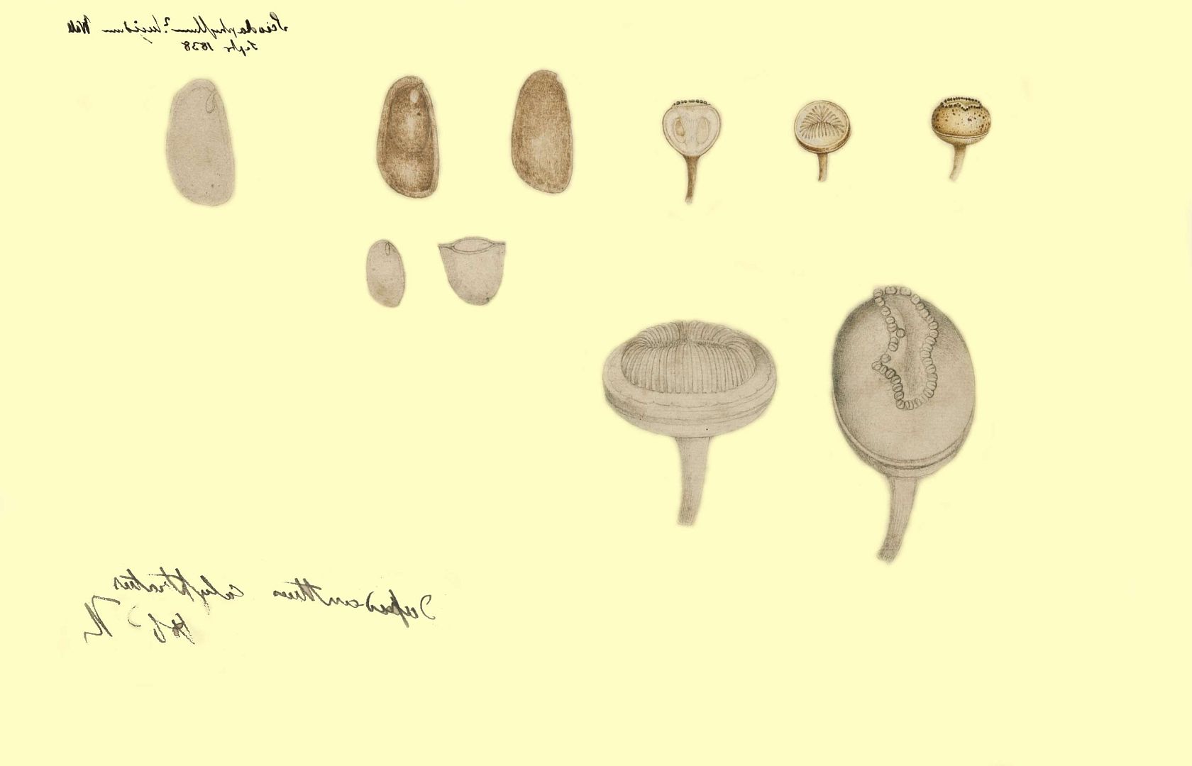 no HD illustration available (3)