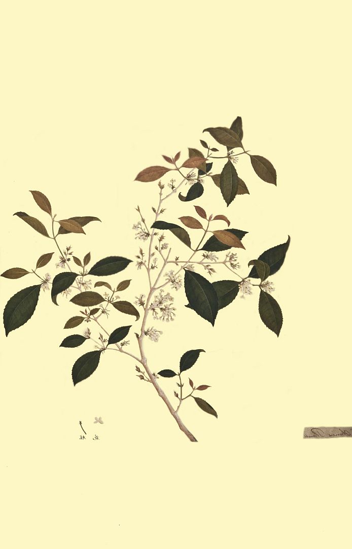no HD illustration available (3)