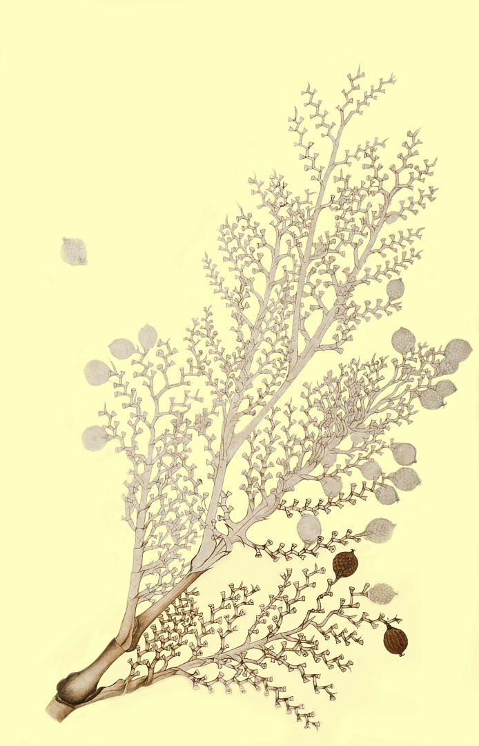 no HD illustration available (3)