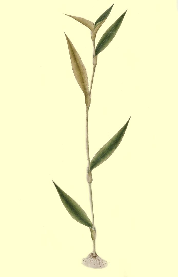 no HD illustration available (3)