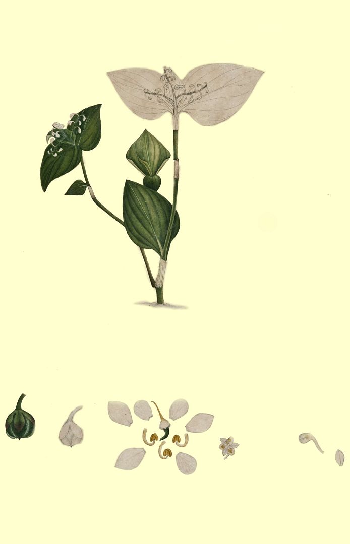 no HD illustration available (3)
