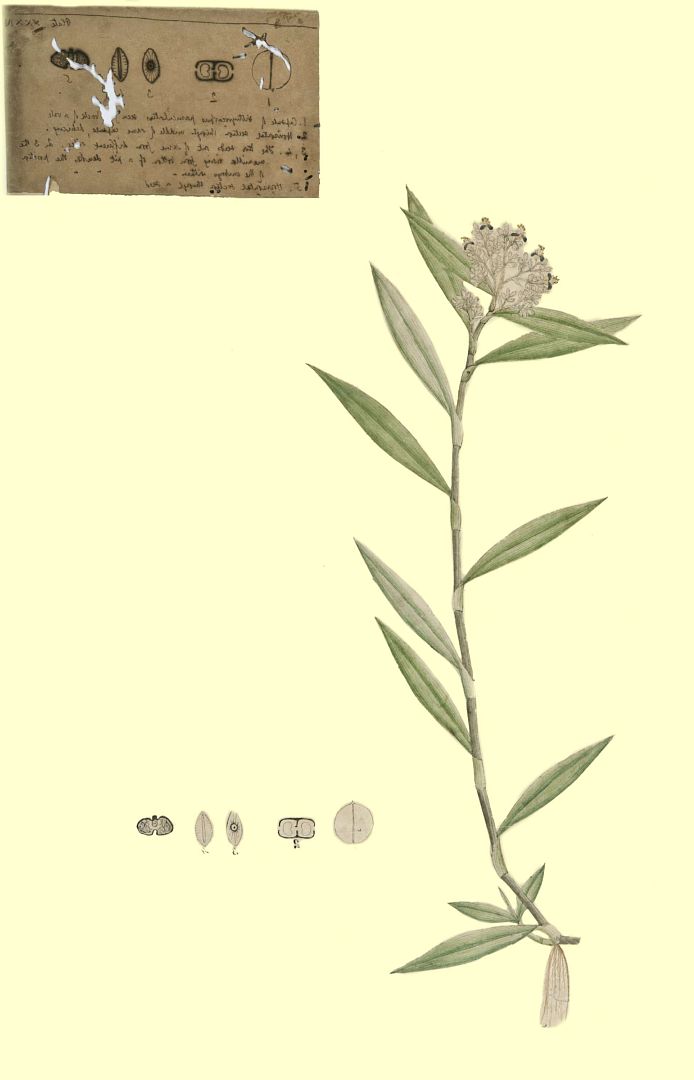 no HD illustration available (3)