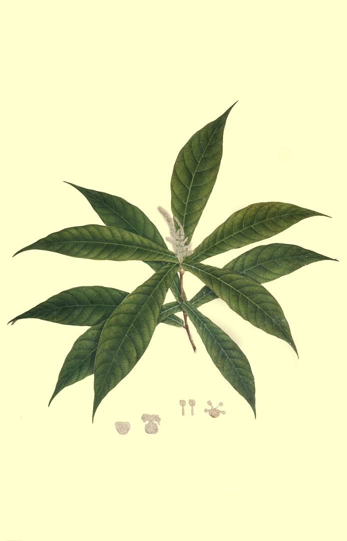 no HD illustration available (m1)