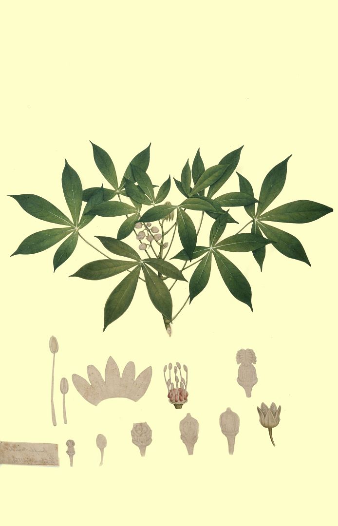 no HD illustration available (m1)