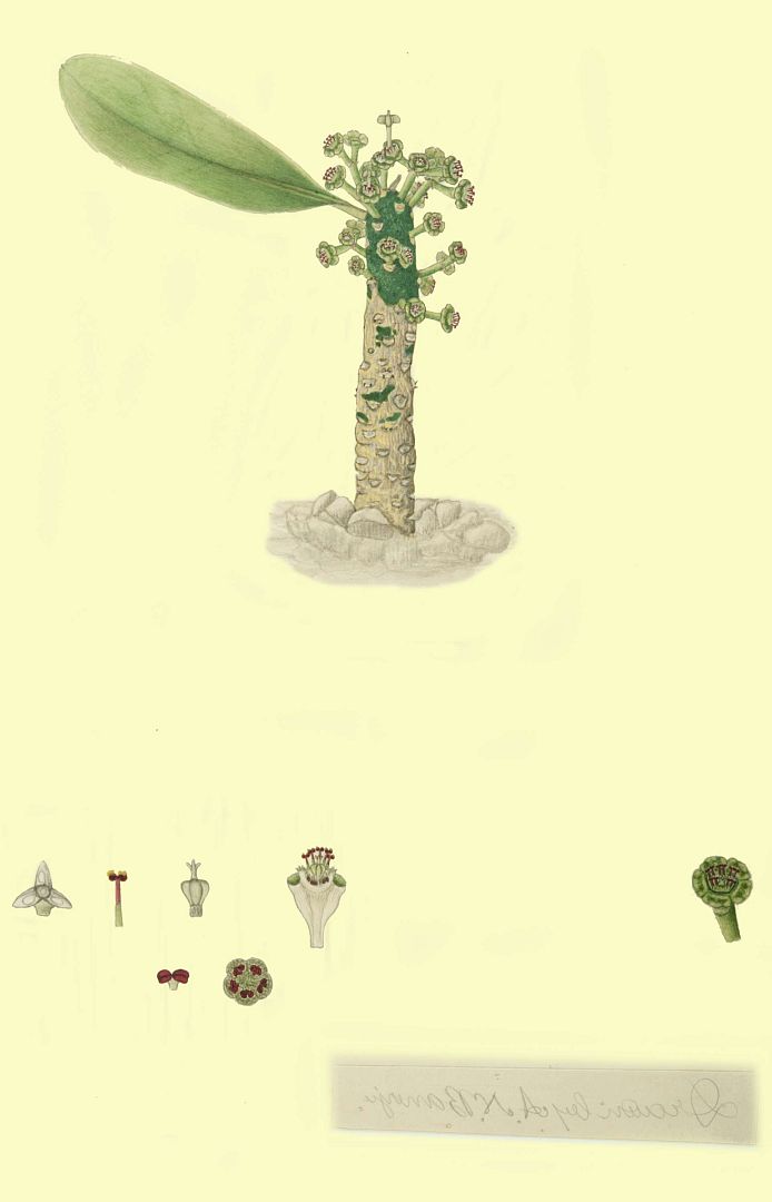 no HD illustration available (m1)