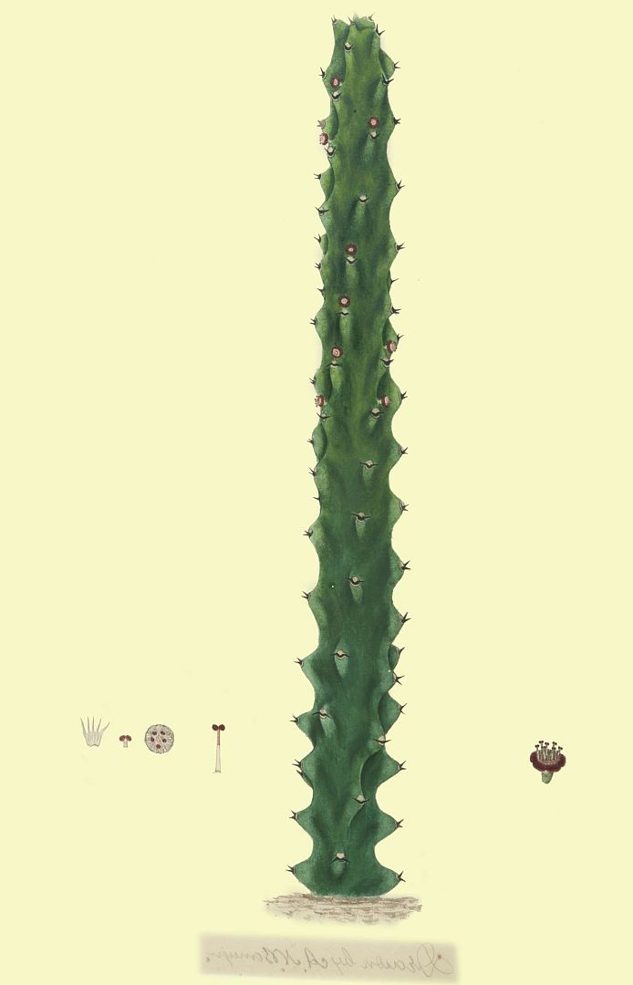 no HD illustration available (m1)