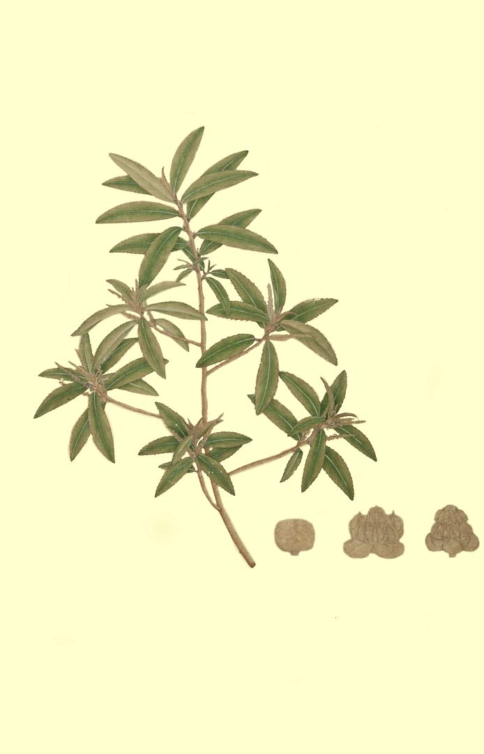no HD illustration available (m1)