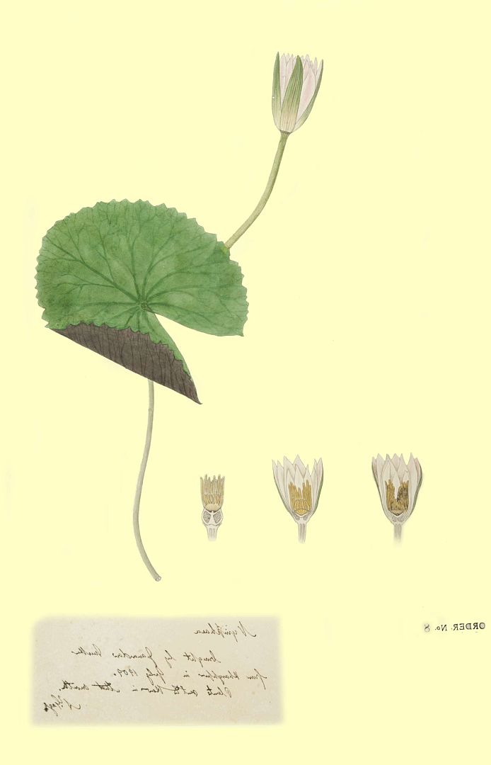 no HD illustration available (m1)
