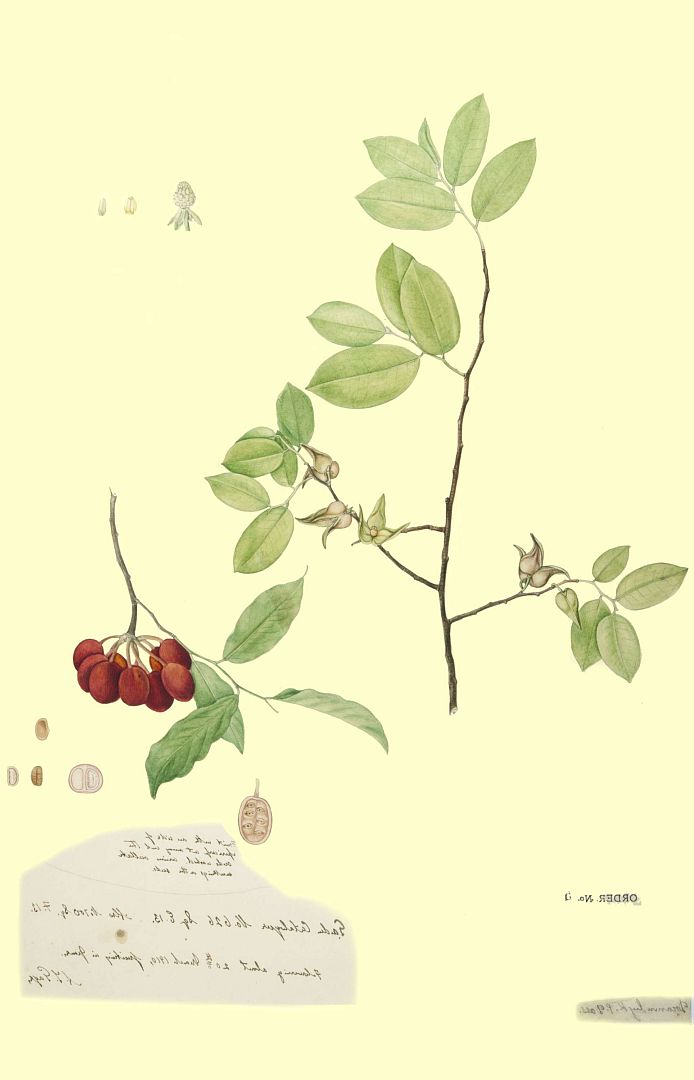 no HD illustration available (m1)