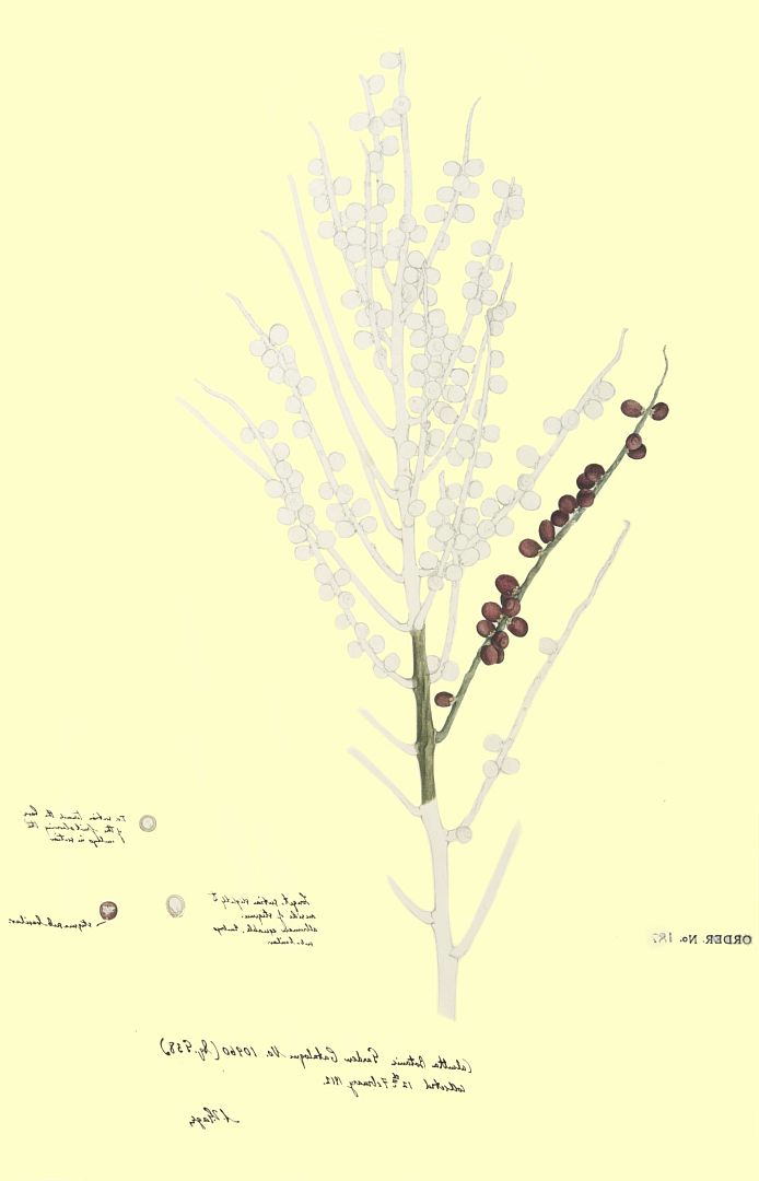 no HD illustration available (m1)