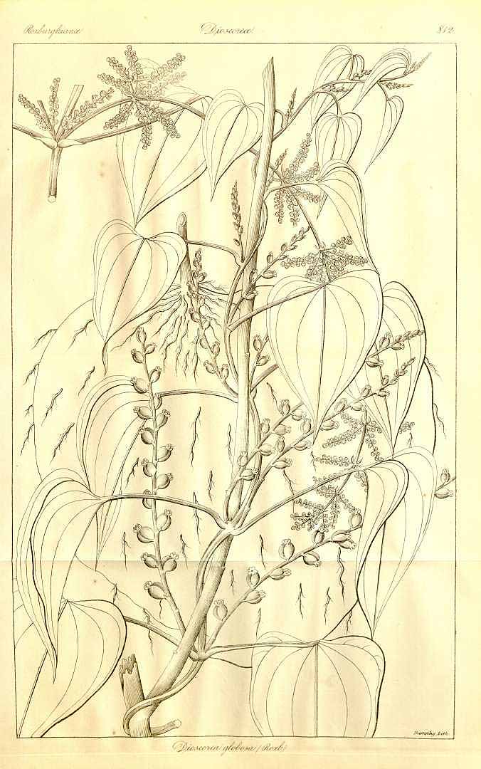 no HD illustration available (3)