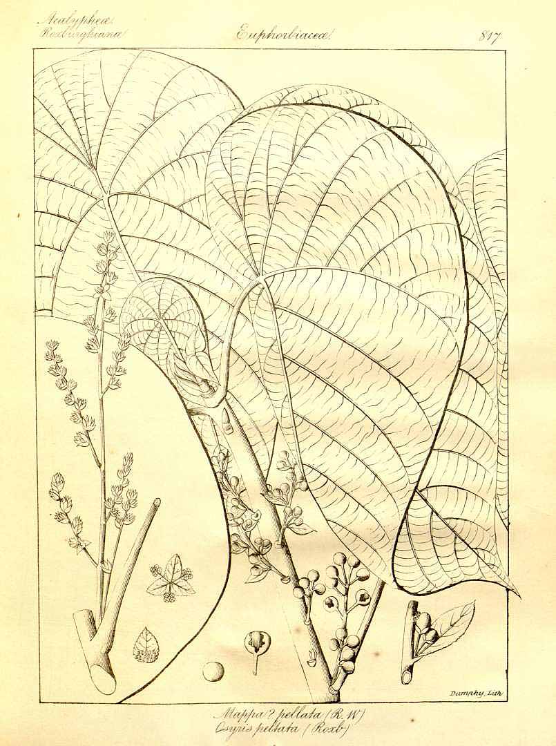 no HD illustration available (3)