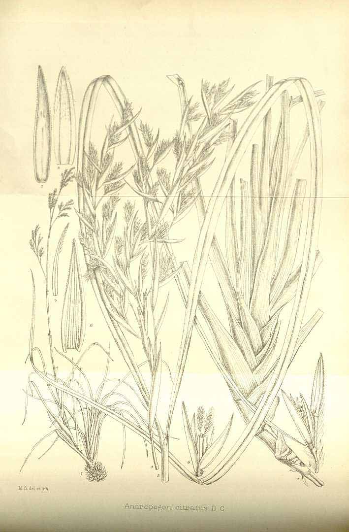 no HD illustration available (3)