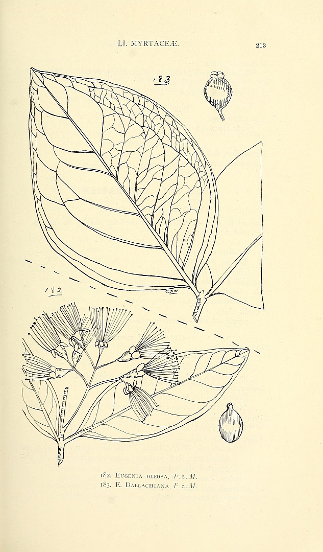 no HD illustration available (3)
