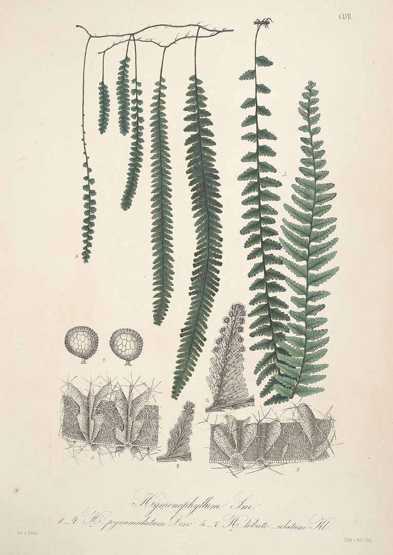 no HD illustration available (m1)