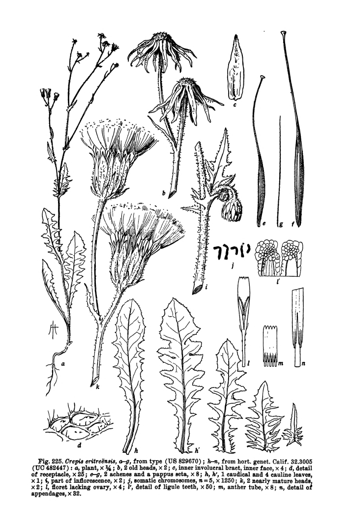 no HD illustration available (3)