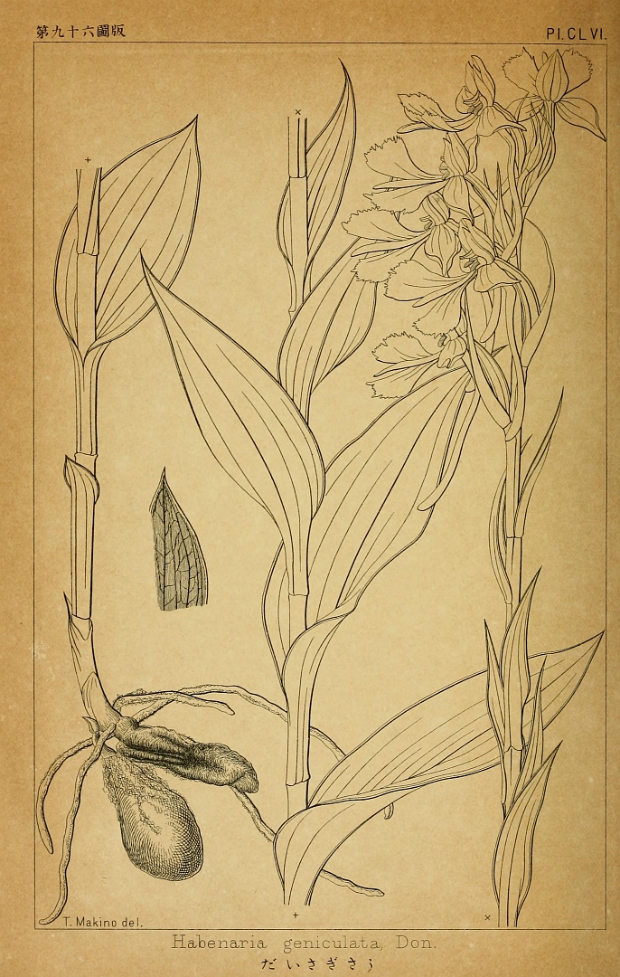 no HD illustration available (3)