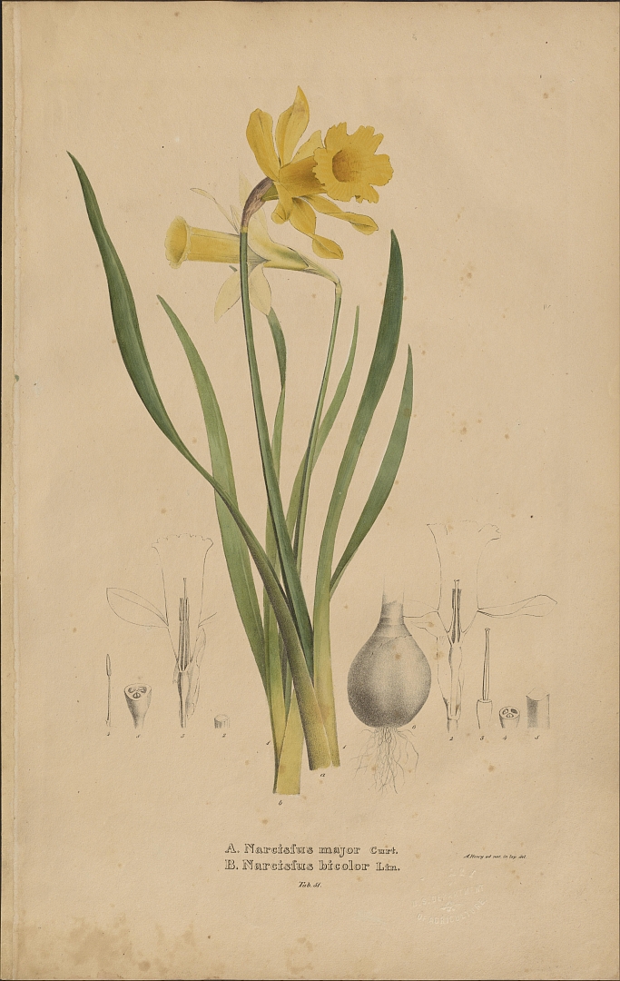 no HD illustration available (3)