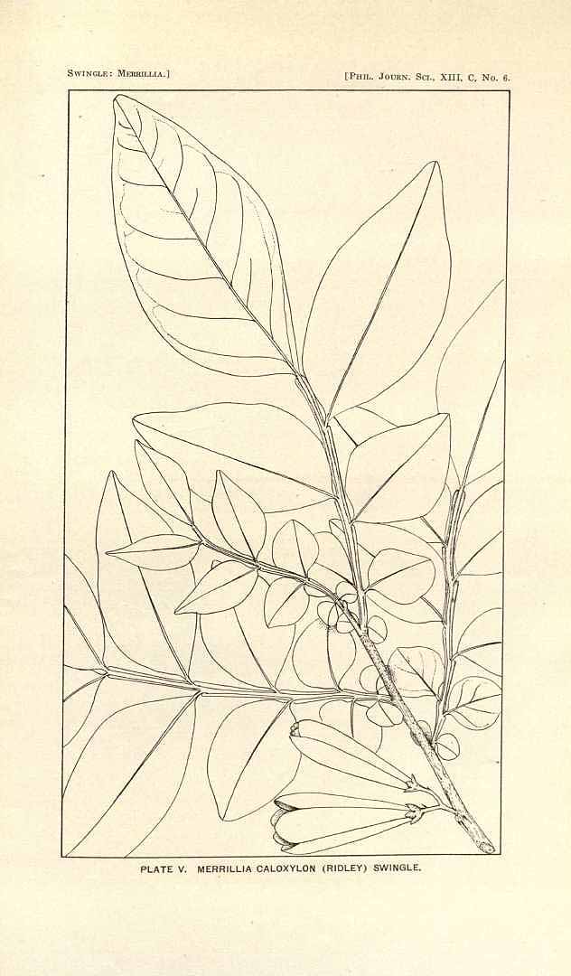 no HD illustration available (3)