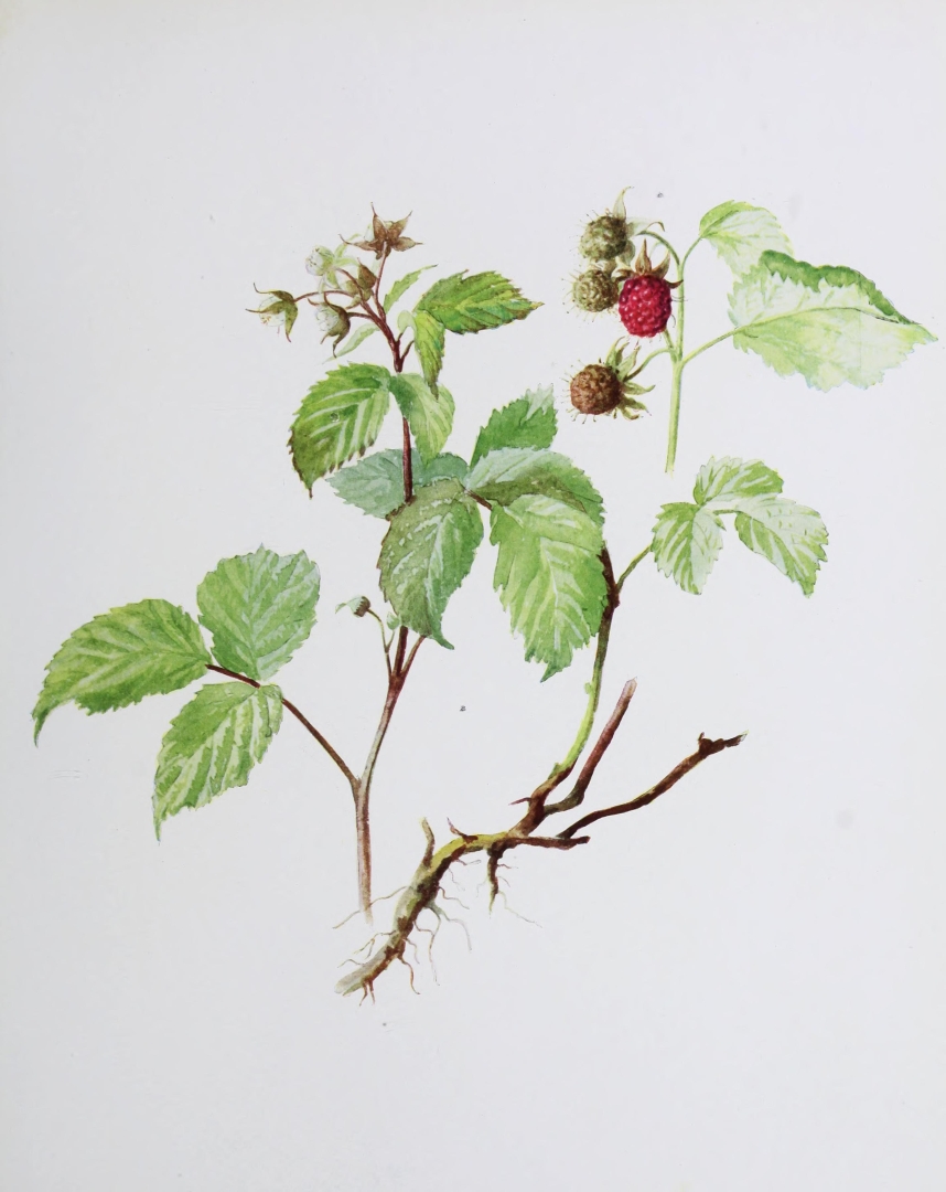 no HD illustration available (3)