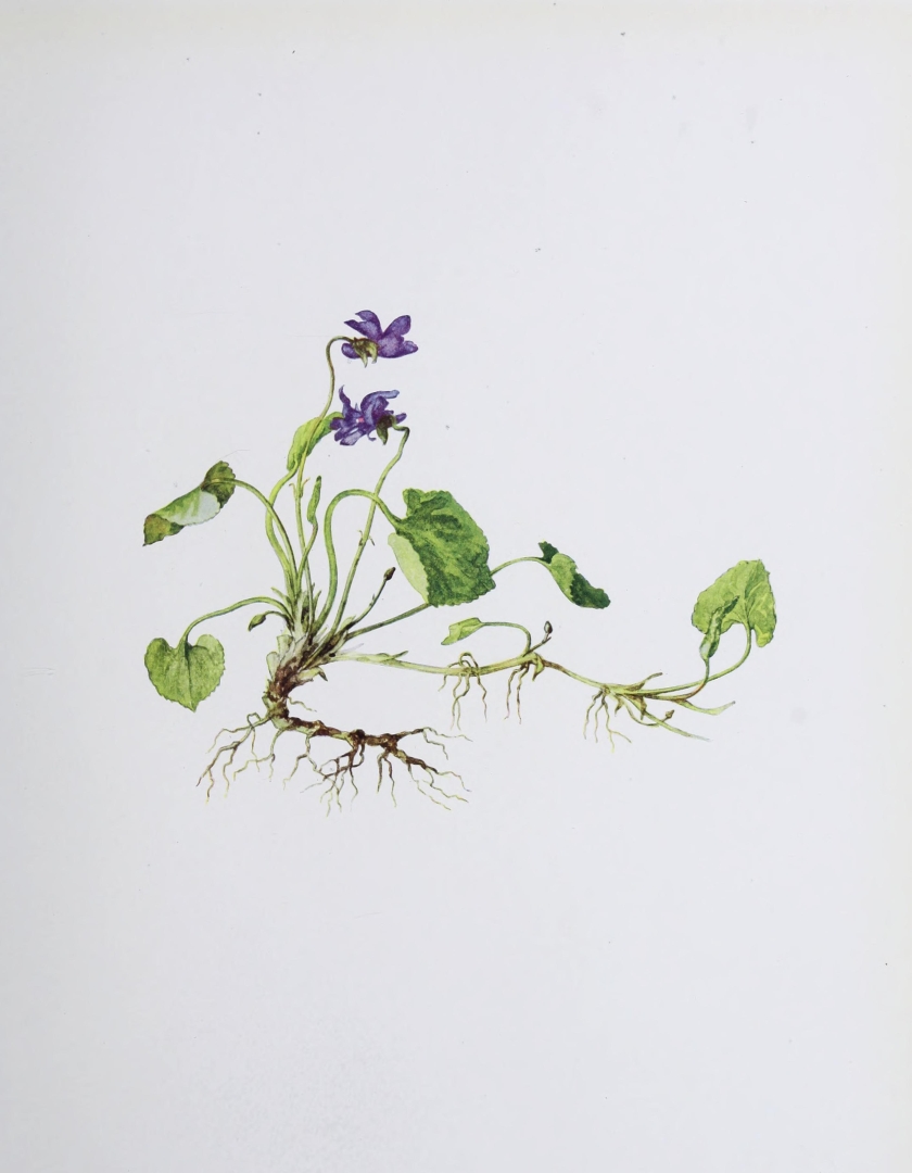 no HD illustration available (3)