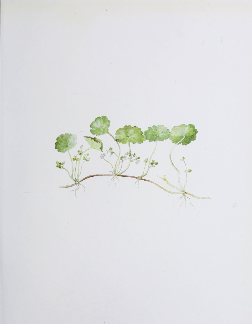 no HD illustration available (3)
