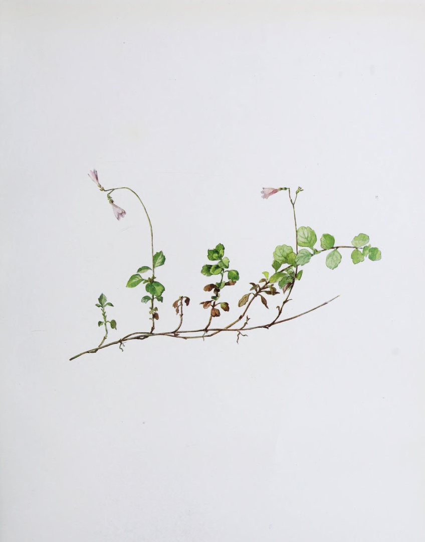 no HD illustration available (3)