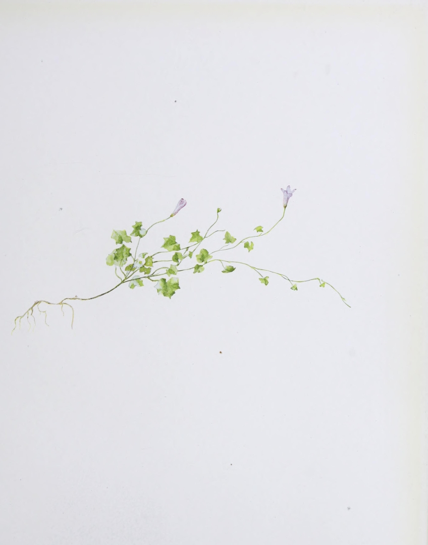 no HD illustration available (3)