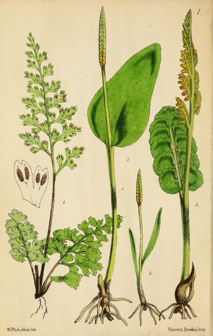 no HD illustration available (3)