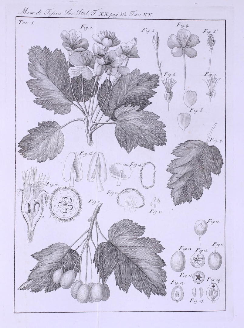 no HD illustration available (3)