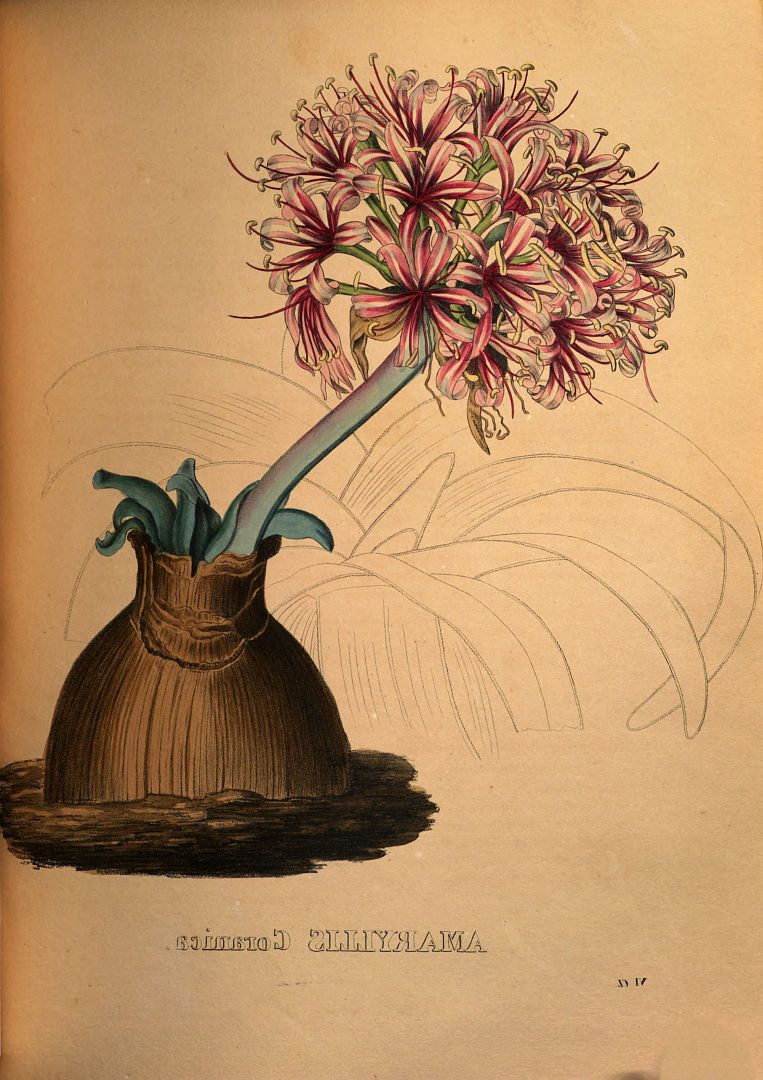 no HD illustration available (3)